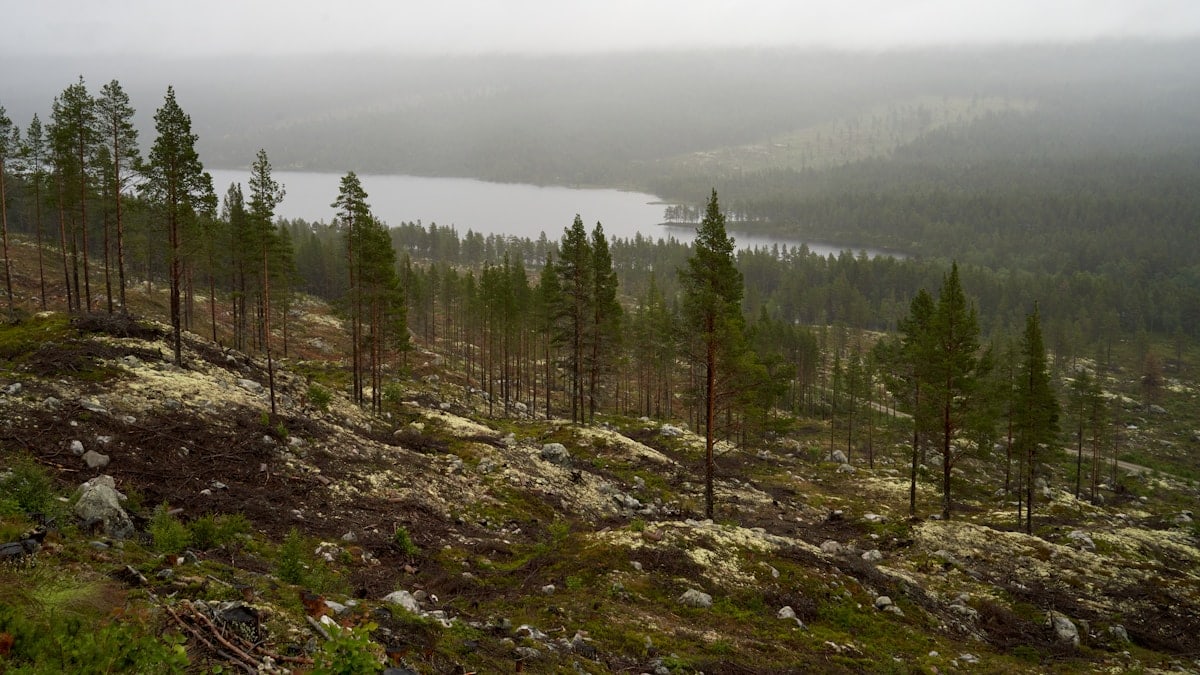 Typical hazy, foggy, rainy highland view in Norway, close to Uvdal, rocky terrain, pine trees and a lake